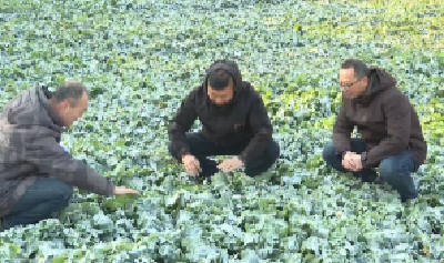 V视 | 抓好油菜冬季田管  保障油料稳产增收