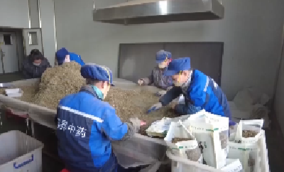 V视 |湖北药昇中药公司：生产满负荷  冲刺“开门红”  