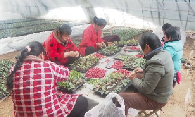 V视 |七方镇：春季瓜果蔬菜育苗正当时