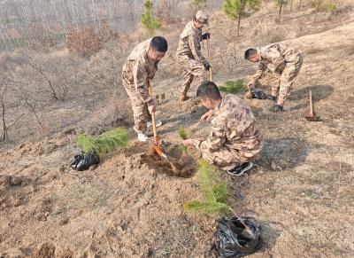 新市镇：青春力量绽新绿 民兵荒坡植树忙