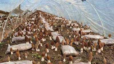 南城街道中陈岗村：羊肚菌撑开“致富伞”