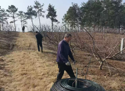 熊集镇杜岗村：护桃林 春管忙