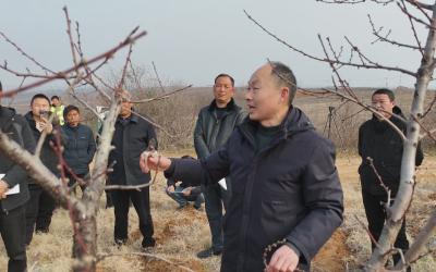 湖北枣阳：科技进桃园  桃农笑开颜