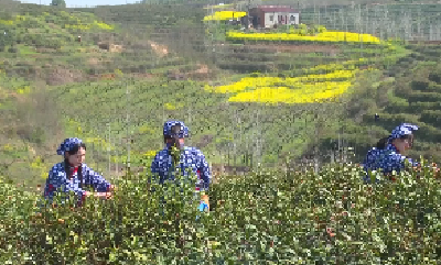V视 |熊集镇：春茶飘香采摘忙
