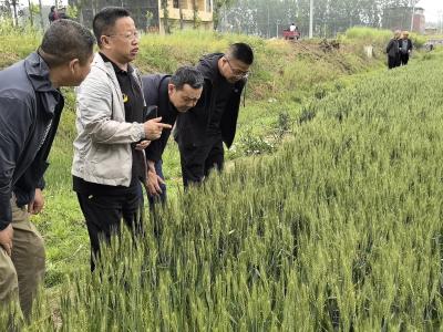 湖北枣阳粮食储备库以“四落实”打好夏粮收购“主动战”