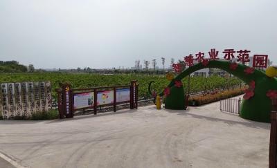 V视 | 黄桃套袋管理正当时