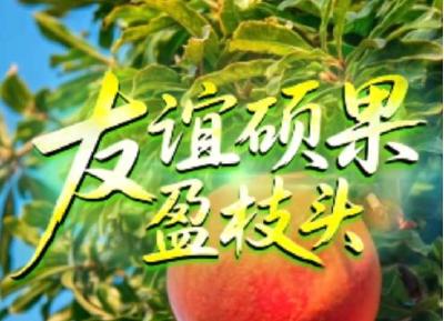 联播+｜友谊硕果盈枝头