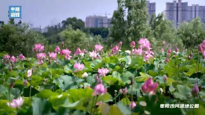 湖北枣阳：荷风微醺 夏意正浓