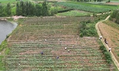 V视 | 随阳管理区高堤社区：特色种植书写乡村振兴“大文章”