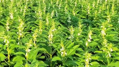 湖北枣阳：芝麻花开话丰年