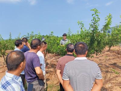 湖北枣阳：小暑时节课开讲 果园管理有妙方