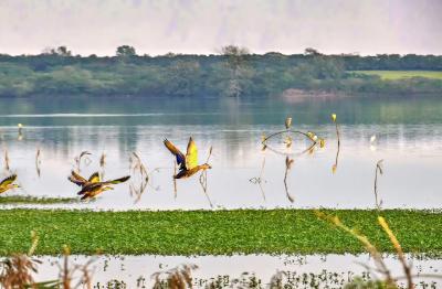 湖北枣阳：水鸟戏水展冬趣