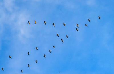 湖北枣阳：望雁南飞知秋声