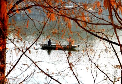 湖北枣阳：一树红杉若丹霞