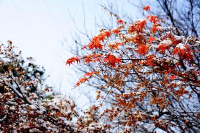 湖北枣阳：寒雪琢玉树 冰花缀琼枝