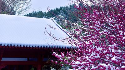 湖北枣阳：银装素裹 诗意画卷