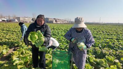 湖北枣阳：“轮作+直播”双轮驱动 蹚出乡村致富新路径