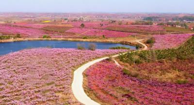 枣阳：以桃为媒 绘就“花经济”新画卷