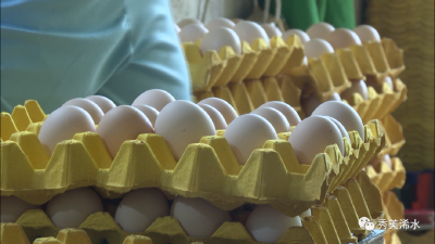 聚力全链条 推进浠水蛋鸡产业高质量发展
