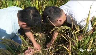 “谷林套播” 助力“稻稻油”三熟三高产