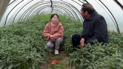 县农业专家深入田间地头指导防冻抗灾