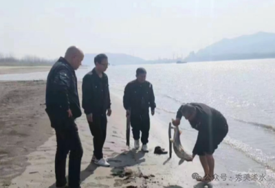 国家一级保护动物长江鲟搁浅 渔政人员及时救助放生
