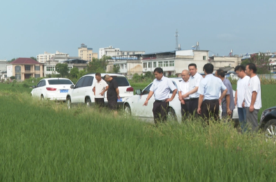 粮食抗灾丰收，中国农科院专家浠水现场支招