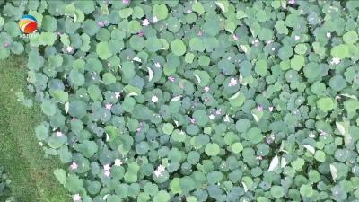 【视频】巴河莲藕种植入围首批省级目录名单