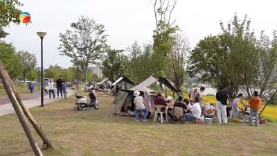 【视频】浠水金鸡菊花海惊艳绽放