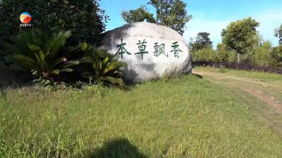 【视频】荷”你偶遇～庞安时公园的粉色花海，周末约吗