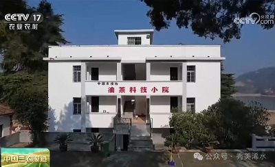 央视影音｜浠水油茶上央视啦！秘诀竟是给树林“理发”？ 