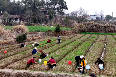 守住“米袋子”，鼓起“钱袋子”！浠水推广“万元田”模式
