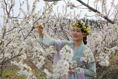 刘猴镇党畈村：樱桃花正开 “绽放”新希望