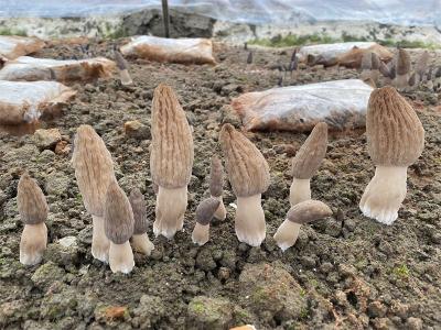 郑集镇何骆村：种植羊肚菌 探索村集体经济增收之路