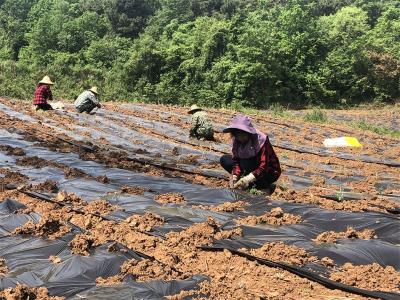 刘猴镇：千亩菊花移栽忙 农民增收有盼头