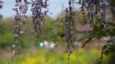 小河镇大冲村：紫藤花开醉游人