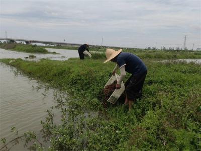 楚绿虾稻家庭农场：抓农时 补虾苗