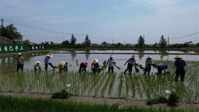 宜城市农技推广中心：筛选水稻好品种 助力农业提质增效