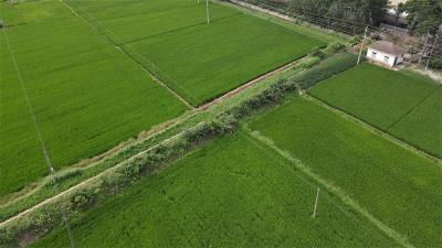 宜城：20万亩水稻“喝”足水 秋粮丰收有盼头