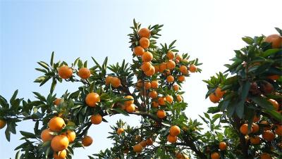 流水镇牌坊河村：石头山上种出“致富果”