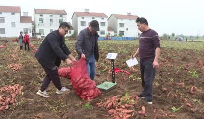 亩产上万斤新品种“蜜薯”在鄢城街道木渠村试种成功