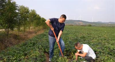 宜城农技推广中心：优选品种 培育种苗 助力红薯产业做大做强 