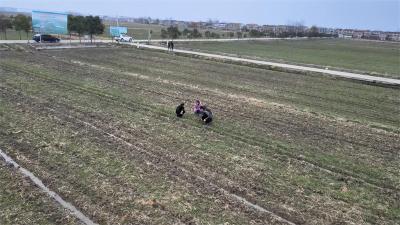 宜城：农技专家田间