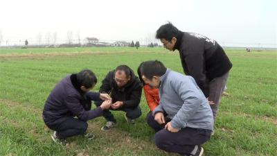 宜城市农技推广中心：加强田间管理指导 保障小麦安全越冬