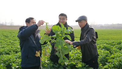  宜城市农技人员深入田间科学指导田管 应对新一轮寒潮