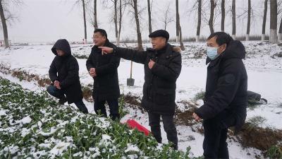 宜城：农技人员踏雪送技术 指导寒潮后农业生产 