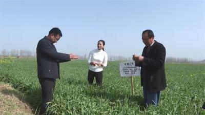 宜城新农人培育的5万亩“早麦2号”长势良好 丰收在望