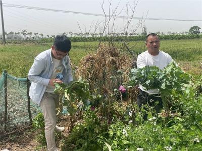 南营街道：民兵齐心协力 铲除罂粟显成效