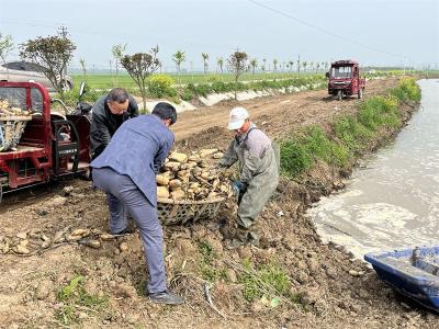 【春耕进行时】孔湾镇：人勤春来早 基地种藕忙