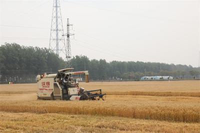 湖北宜城：68万亩小麦正式开镰收割